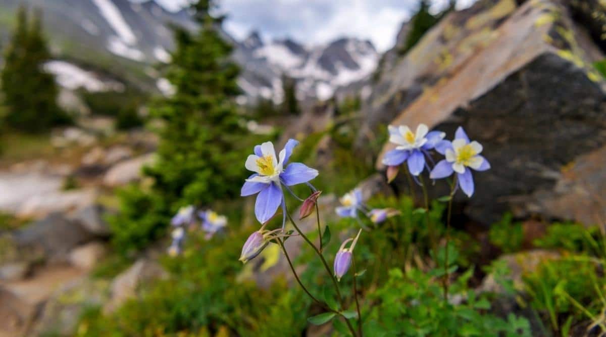 Rocky Mountain Columbine