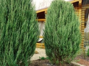 Two tall, narrow rocky mountain junipers with dense blue-green foliage grow upright in a garden landscape.