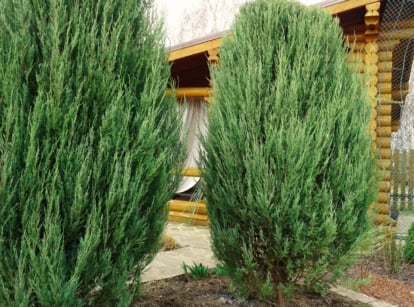 Two tall, narrow rocky mountain junipers with dense blue-green foliage grow upright in a garden landscape.