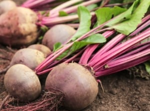 Round, purplish-red root vegetables with thin, elongated magenta stems and vibrant green leaves lie on soil, with loose dirt clinging to their roots.