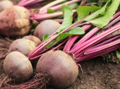 Round, purplish-red root vegetables with thin, elongated magenta stems and vibrant green leaves lie on soil, with loose dirt clinging to their roots.