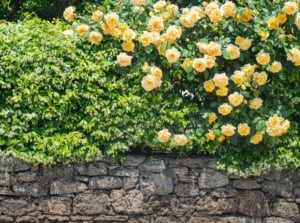 Yellow Rosa flowers growing along a dense green vine over a rustic stone wall.