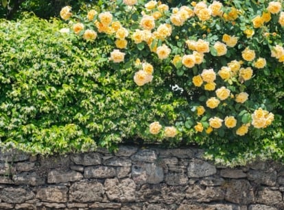 Yellow Rosa flowers growing along a dense green vine over a rustic stone wall.