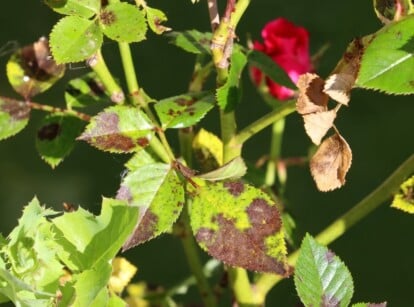 A garden rose with fungal black spot damage