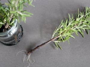 cuttings of rosemary rooting in water
