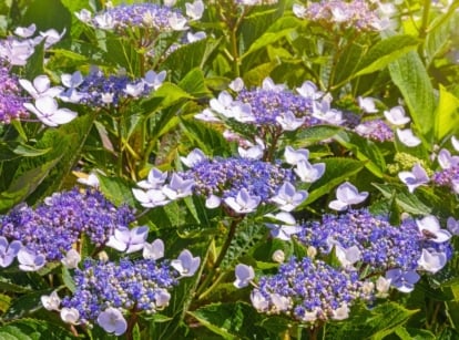 Close-up of a flowering rough-leaved hydrangea in a sunny garden, featuring velvety dark green leaves with prominent veins, contrasting beautifully with clusters of delicate, star-shaped blooms in shades of lavender and pale blue.