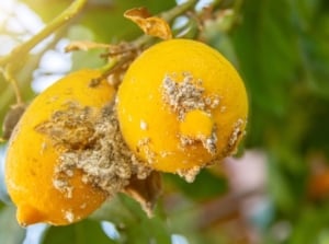 Round and yellow fruits on a plant that appear infected with a type of lemon tree diseases