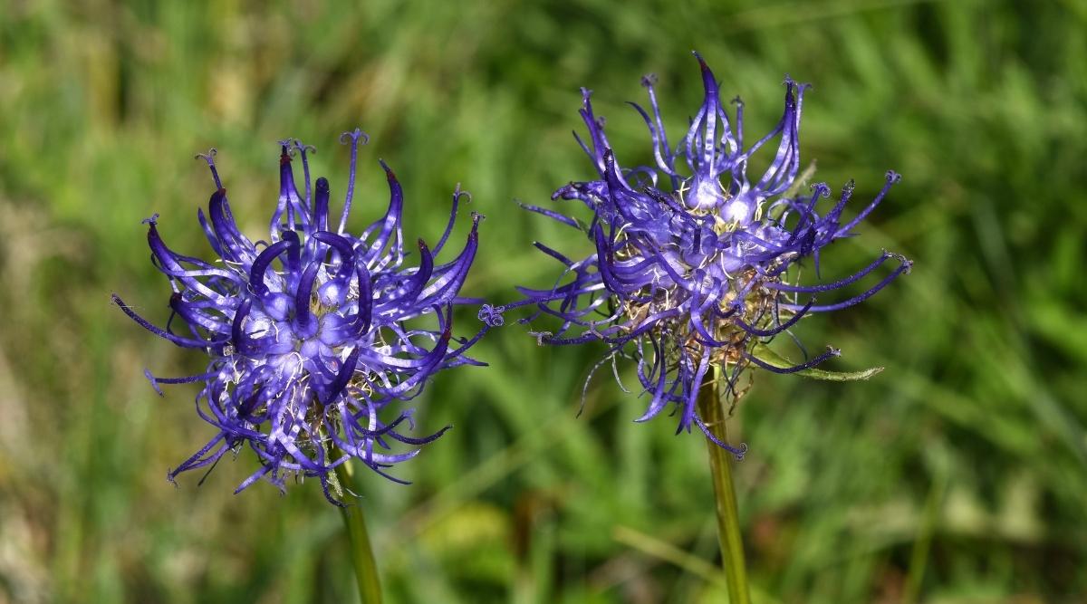 Round-Headed Rampion