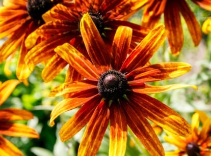 Close-up of the striking daisy-like flowers of the rudbeckia variety with fiery red, narrow petals tipped with yellow, radiating from bulbous black centres on tall, sturdy stems in a sunny garden.