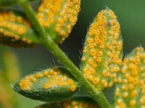 Rust fungus on vetch