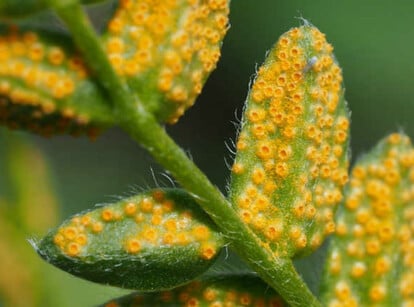 Rust fungus on vetch