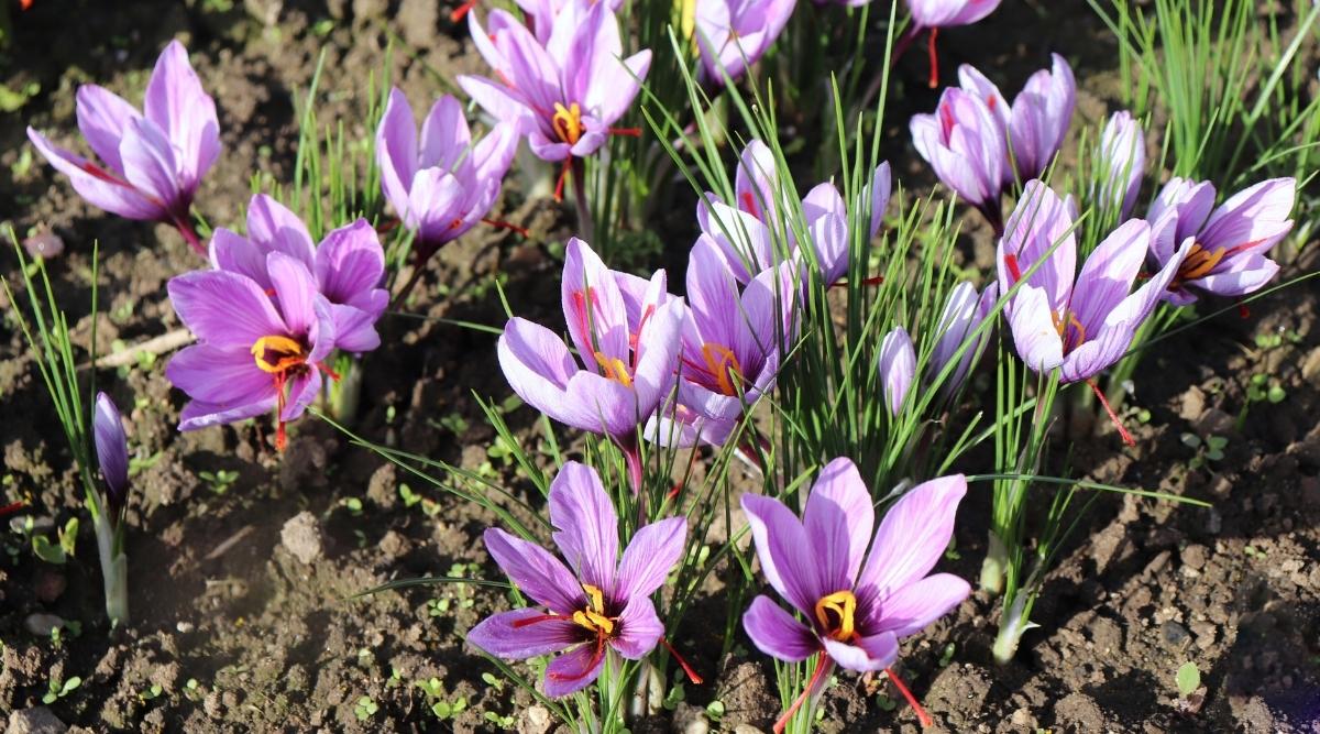Saffron Crocus