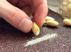 Scarify seeds. Close-up of a man's hand scarifying bean seeds with sandpaper on a white table. Sandpaper is a rough-textured material commonly used for smoothing or shaping surfaces through abrasion. The surface of sandpaper feels coarse and gritty to the touch and has a brownish-burgundy tint. Bean seeds are oval, with a smooth surface and a firm texture. They are cream-colored with a glossy surface. The man rubs the seed on sandpaper, leaving a strip of small powder-like remains of the seed shell.