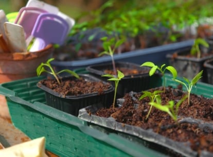 Seed-sowing tips. Close-up of several starting trays with young seedlings on a wooden table. There is also a plastic glass on the table with several sticks for labeling.