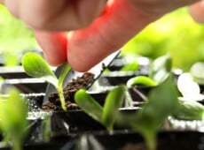 Dispelling seedling myths. Close-up of a gardener's hand adding potting mix to a young seedling in a starter tray. The young seedling has a short green stem with two small oval smooth cotyledons of a delicate green color.