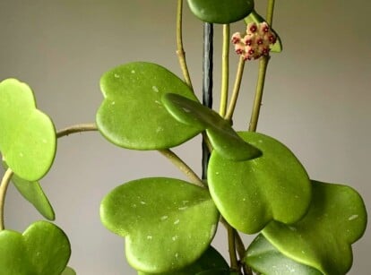Hoya kerrii leaves cascading on vines, boasting lush, heart-shaped, glossy green foliage. Each leaf is thick and fleshy, exuding a captivating charm. Supported by a sturdy black metal rod, the vines extend gracefully in their growth.
