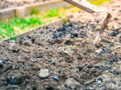 Close-up of a metal hoe evenly spreading dark amendments over the topsoil of a wooden raised garden bed.