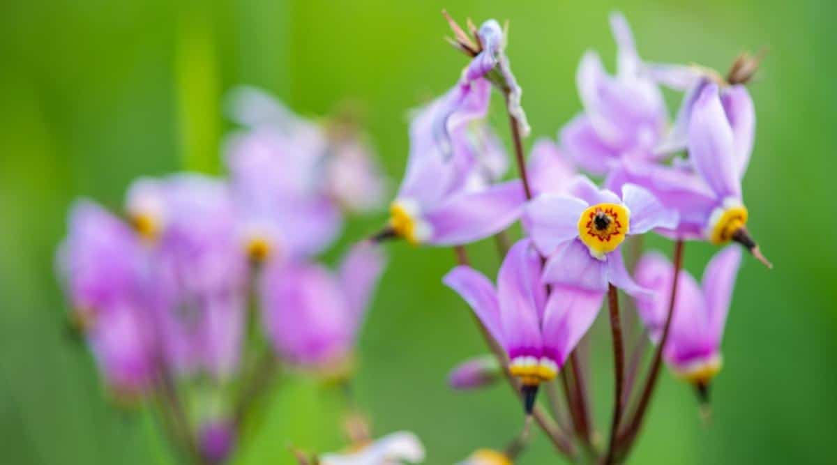 Shooting Star Flower