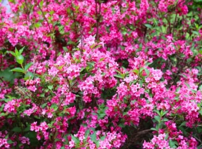 Several clusters of vibrant fuchsia-pink, bell-shaped flowers, each with a contrasting paler throat, bloom densely on slender stems amidst lush green foliage — perfect examples of shrubs with summer flowers.
