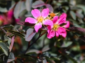 Resilient shrubs thriving in zone 1 and 2, featuring red-tinged branches, cool-toned foliage, and open pink blooms with vibrant yellow centers.