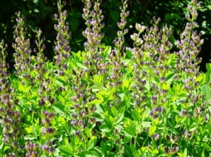 A large clump of baptisia blooms with tall spikes of bicolor flowers in purple and yellow.