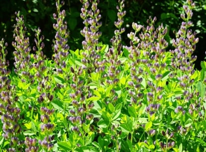A large clump of baptisia blooms with tall spikes of bicolor flowers in purple and yellow.