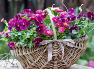 A cute basket is filled with planted fuchsia violas and English daisies.