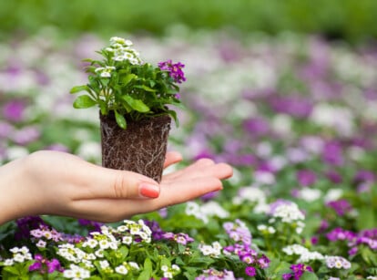 A gardener holds a sweet alyssum seedling just removed from its cell tray pot.