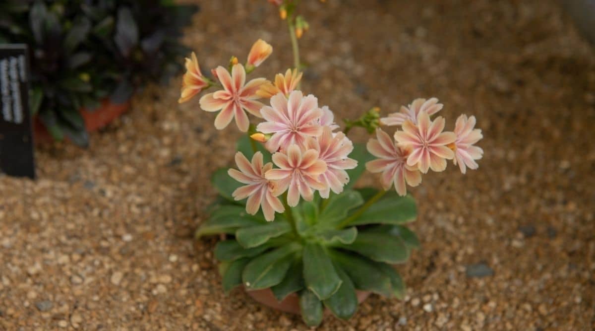 Siskiyou Lewisia