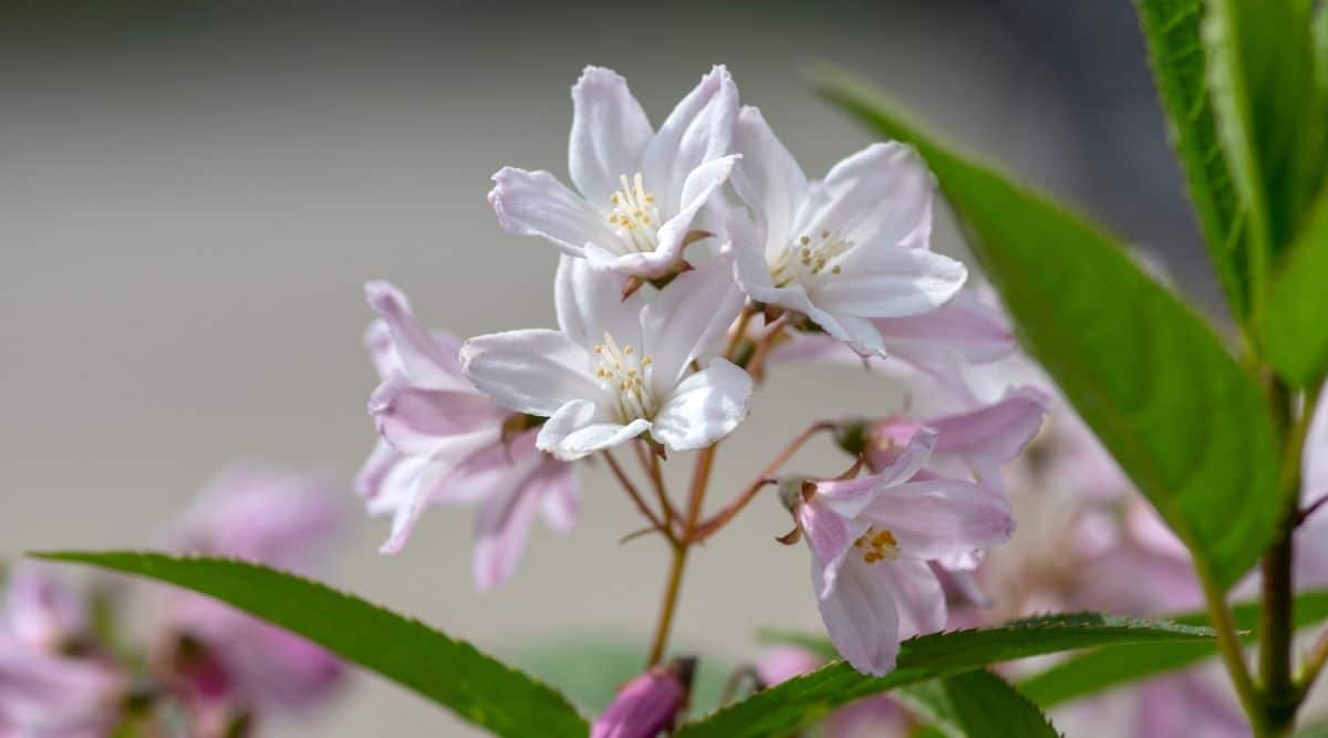Slender Deutzia