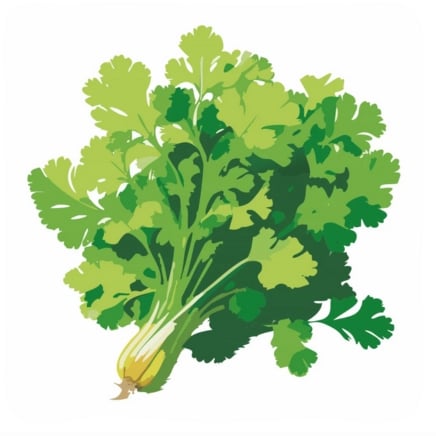 Slow Bolt Cilantro Seeds