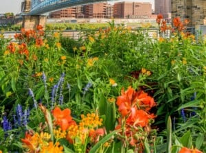 A vibrant summer day at Smale Riverfront Park in Cincinnati, Ohio. Lush wildflowers in shades of red, purple, and yellow line a sidewalk along the Ohio River. In the distance, the John A. Roebling Suspension Bridge stretches majestically across the water, its steel towers reaching towards a clear blue sky.