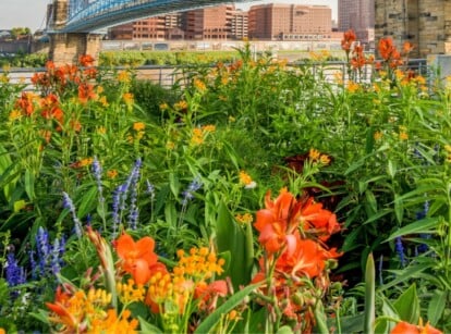 A vibrant summer day at Smale Riverfront Park in Cincinnati, Ohio. Lush wildflowers in shades of red, purple, and yellow line a sidewalk along the Ohio River. In the distance, the John A. Roebling Suspension Bridge stretches majestically across the water, its steel towers reaching towards a clear blue sky.