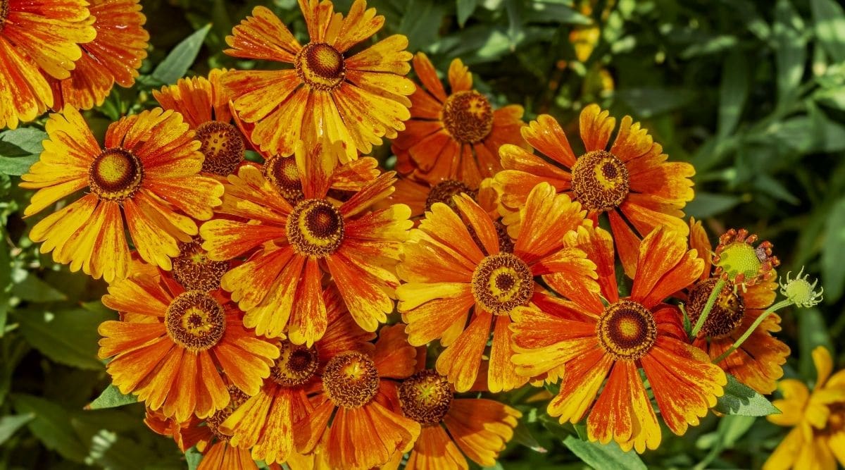 Sneezeweed