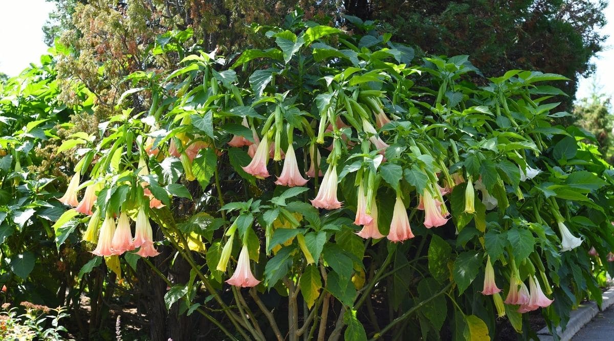 Snowy Angels Trumpet