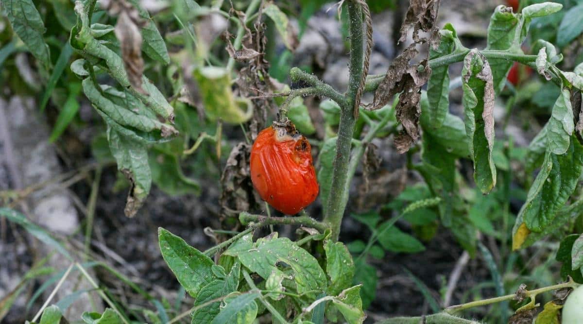 Tomato Plant Suffering From Blight Disease