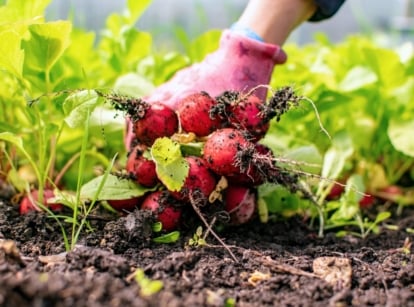 Close-up of a freshly picked bunch of radishes with bright pink, rounded roots held by a gardener above a raised bed, a great option fot sowing hardy vegetables.
