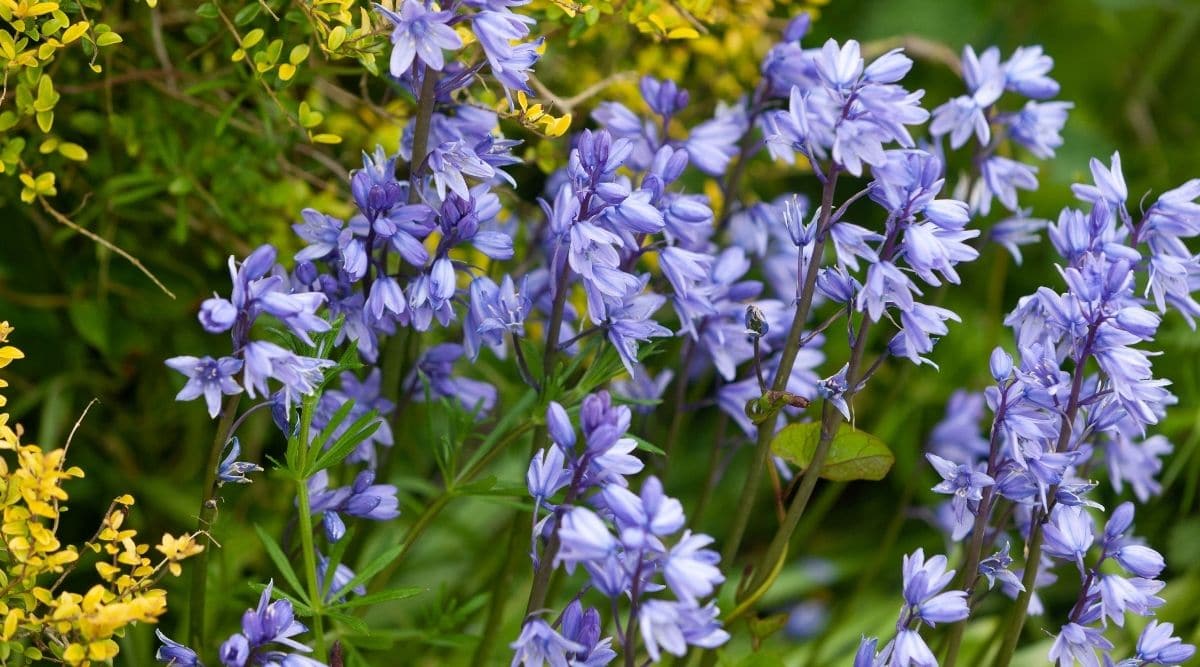 Spanish Bluebell