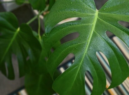 Split Monstera Leaves in Houseplant Container