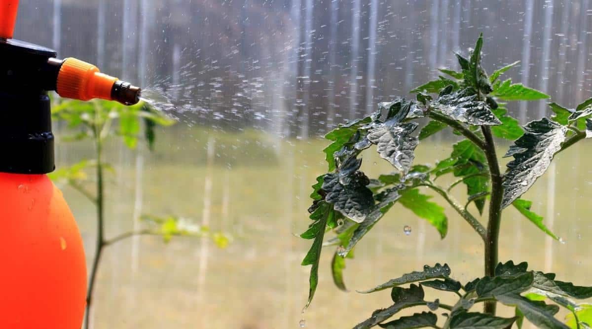 spraying tomatoes with Foliar Calcium spray