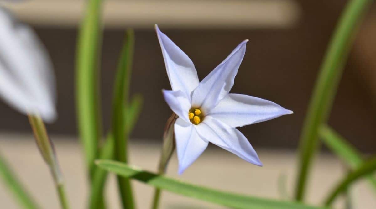Spring Starflower