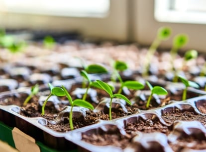 Young plants sprouting in seed trays on table
