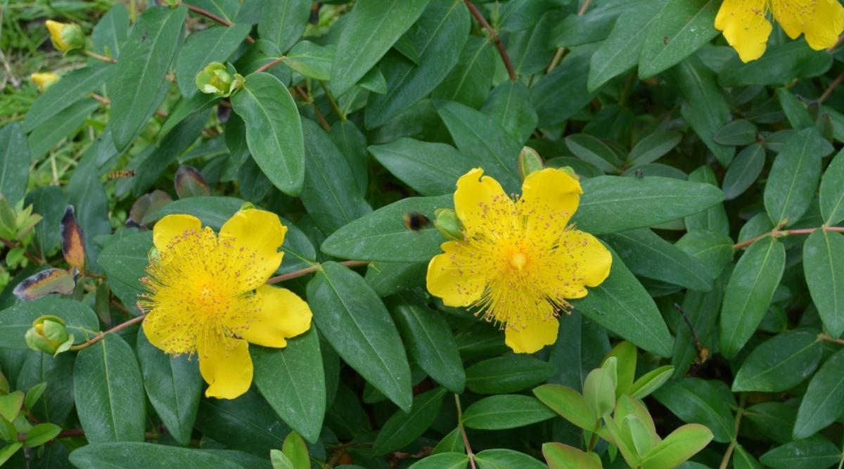 St. Johns Wort