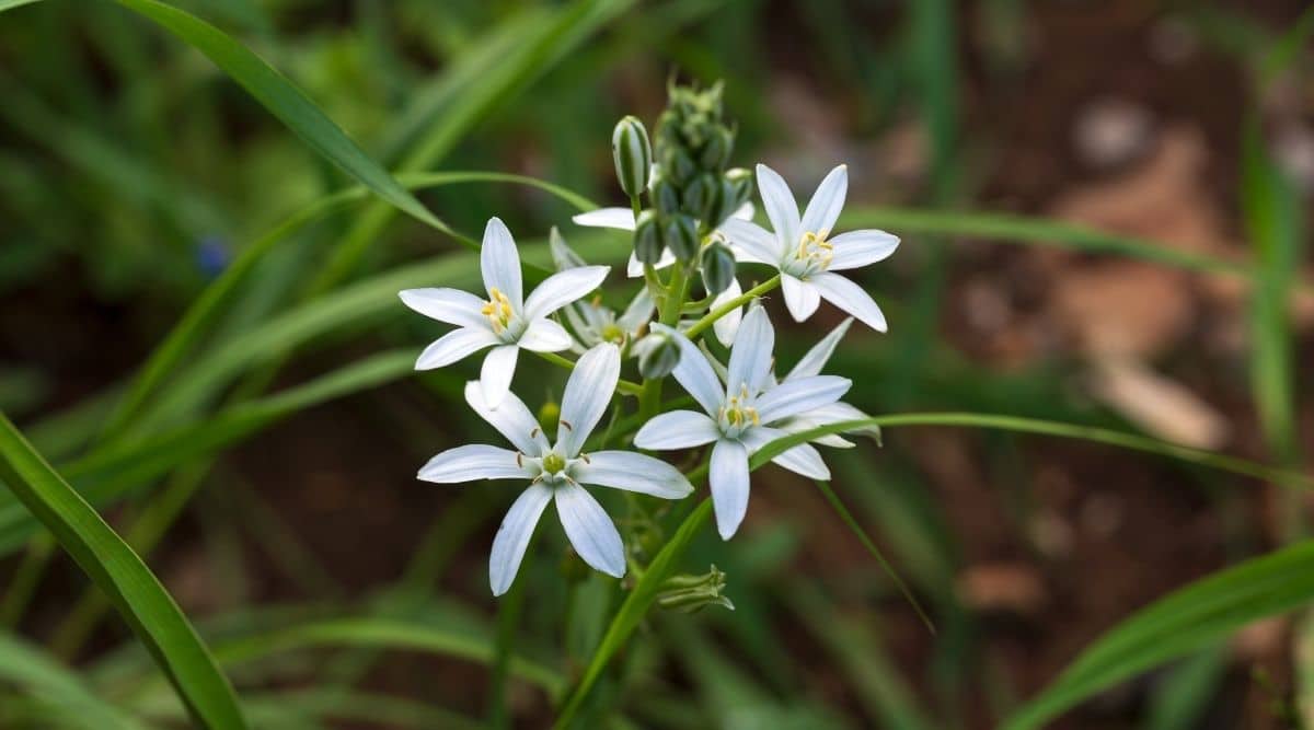 Star of Bethlehem