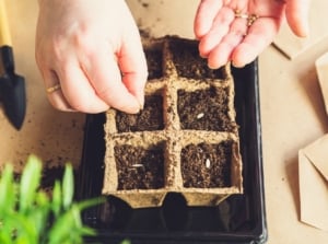 Close-up of a woman's hands sowing seeds in a peat seed starter tray to start seeds early for an early harvest.