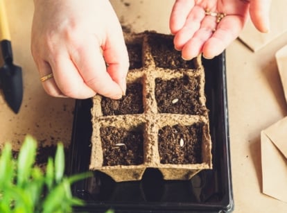 Close-up of a woman's hands sowing seeds in a peat seed starter tray to start seeds early for an early harvest.