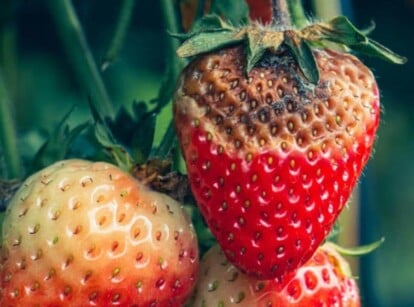 strawberry diseases