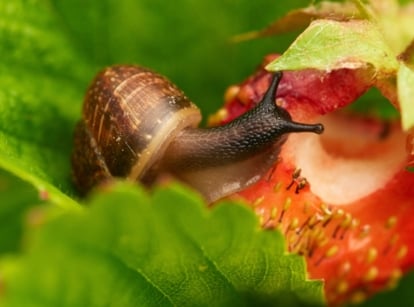 Close-up of a large brown snail pest eating a ripe red strawberry fruit among green foliage.