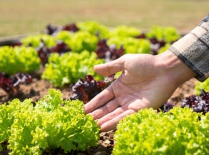 Succession sow lettuce. Close-up of a man's hand showing bright green rosettes of lettuce with ruffled wavy foliage growing in a raised bed among purple varieties.