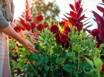 Close-up of a female gardener in a blooming garden with summer cut flowers: red Celosia and Dahlia. The woman is wearing a gray sweatshirt and a beige apron. Celosia boasts vibrant, velvety blooms that resemble intricately shaped plumes or coral formations. The Dahlia blooms are pompom-like with many well-arranged double petals.